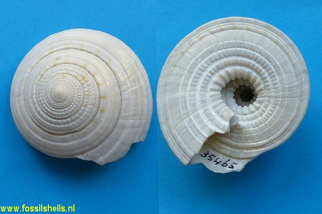 Architectonica nobilis