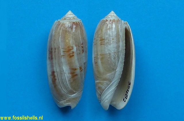 Oliva adami