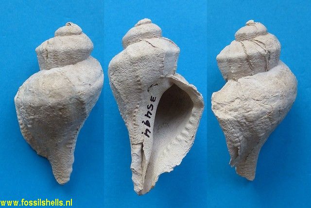 Vitularia linguabison