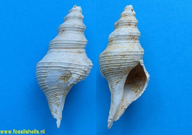 Knefastia kugleri