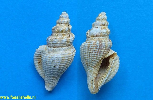 Glyphostoma dentigelenum