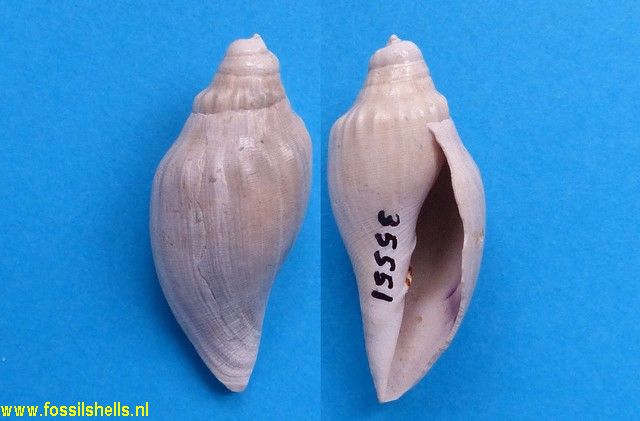 Volutifusus obtusus