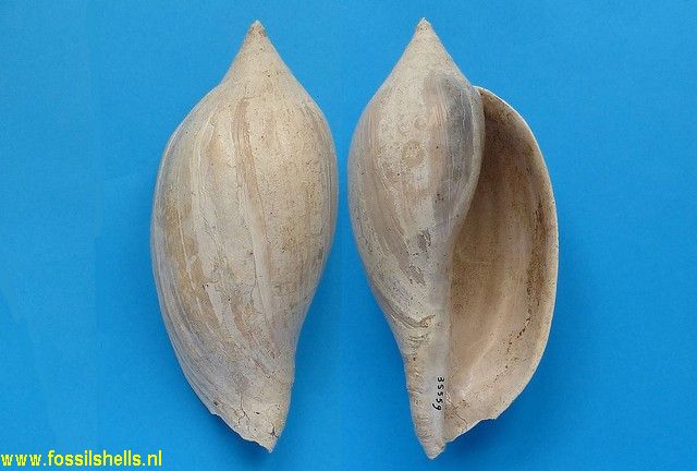 Volutifusus typus