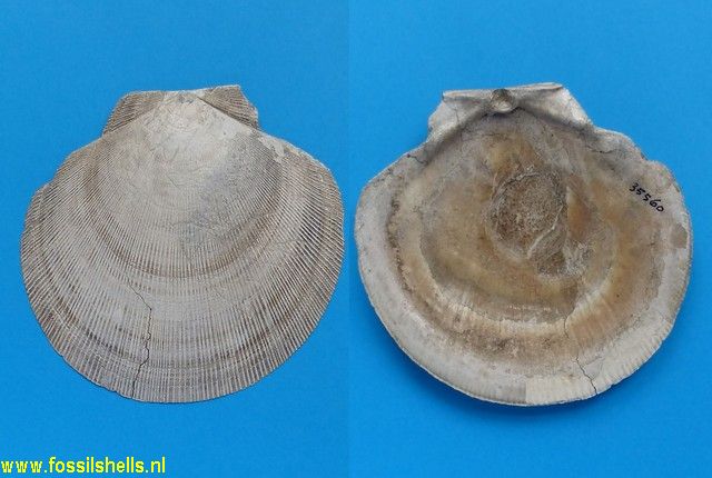 Placopecten clintonius