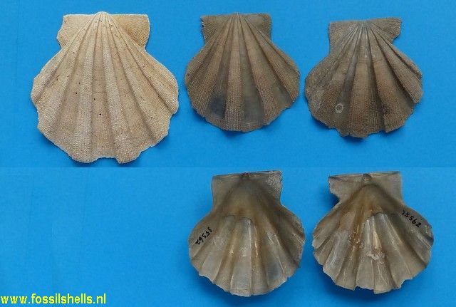 Chesapecten septenarius