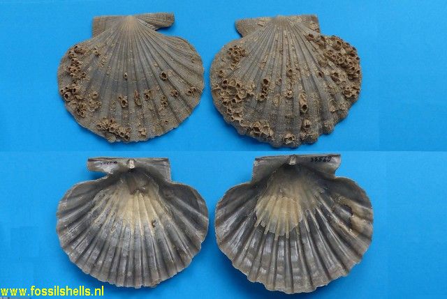 Chesapecten nefrens
