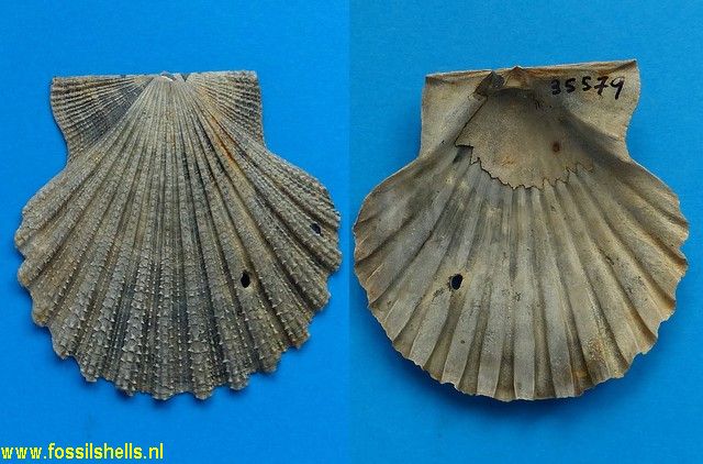 Chesapecten covepointensis