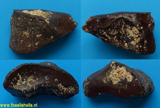 Unidentified Chordata