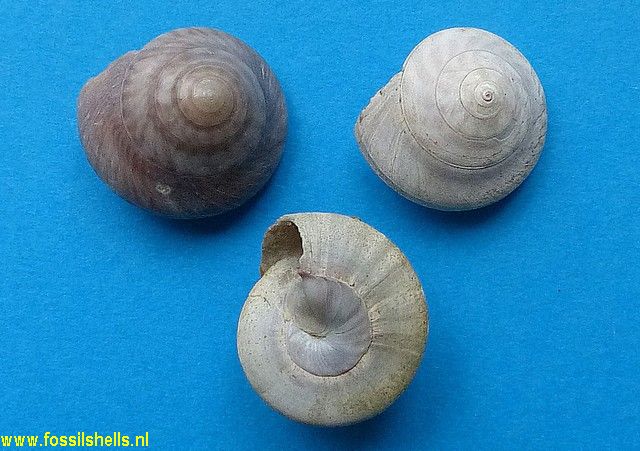 Umbonium zelandicum