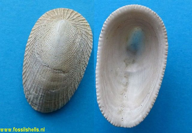 Tugali pliocenica
