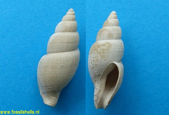 Iredalula striata