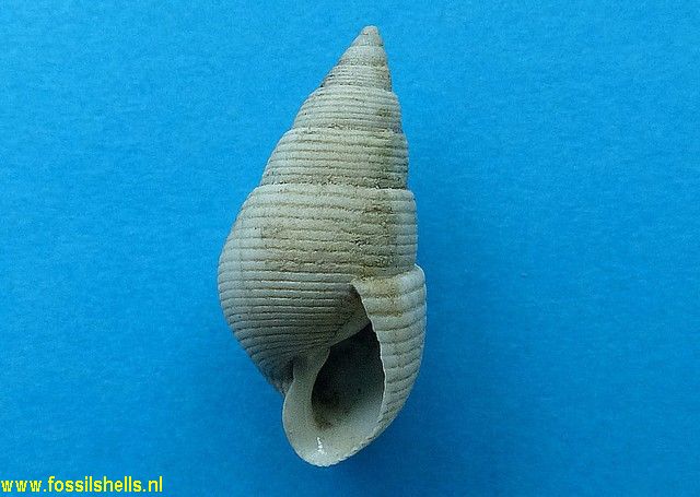 Tenuiacteon ambiguus