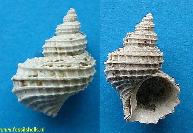Trichotropis inornatus