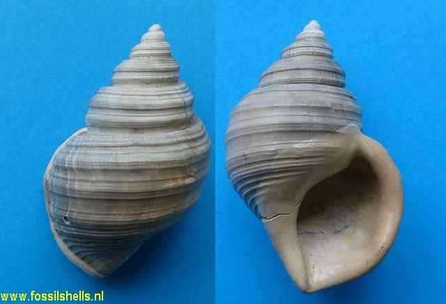 Pelicaria vermis tricarinata