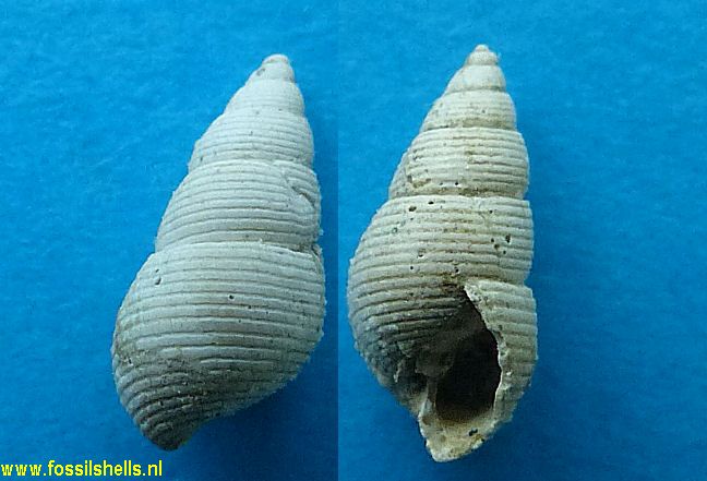 Acteon cratericulatus