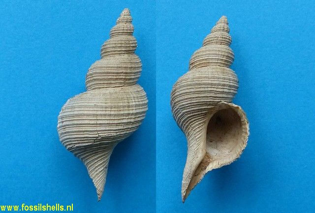 Glaphyrina caudata