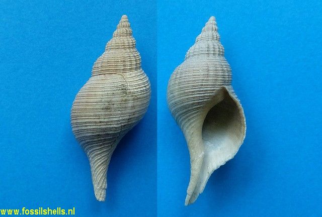 Epitonium species