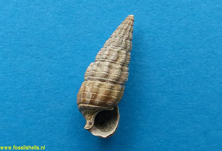 Zeacumanthus lutulentus