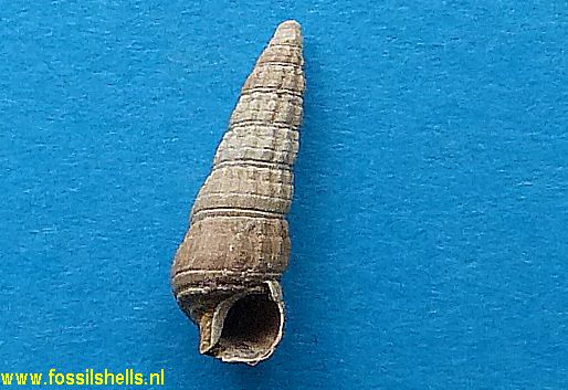 Zeacumanthus subcarinatus