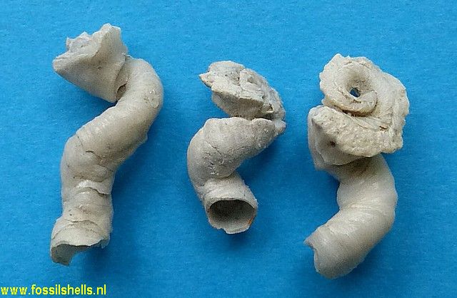 Stephopoma roseum