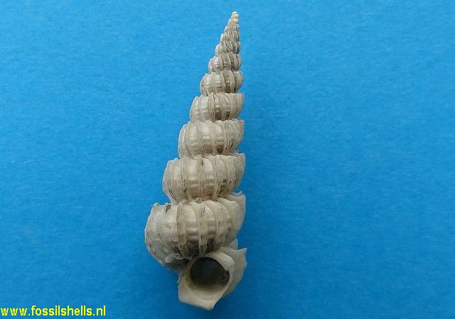 Cirsotrema zelebori