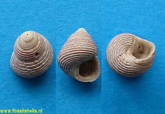 Micrelenchus sanguineus