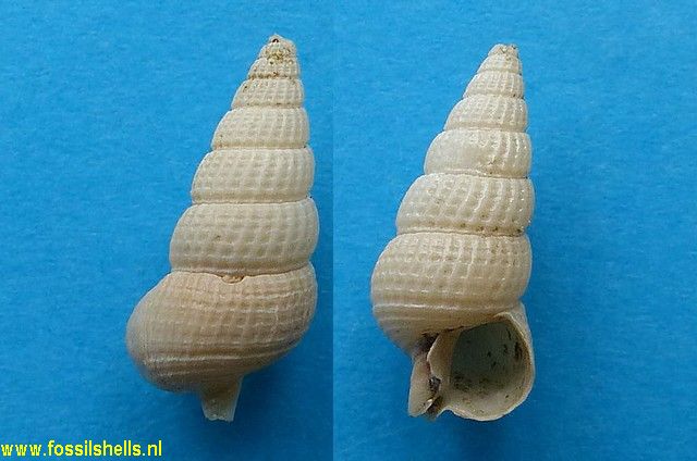 Ataxocerithium huttoni