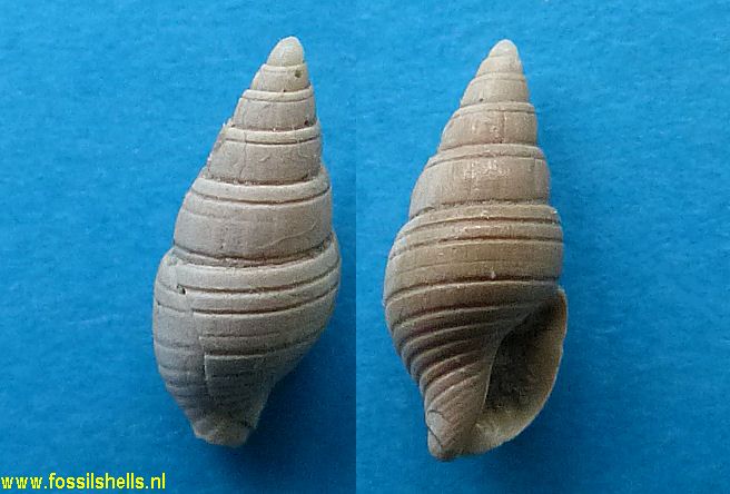 Macrozafra mariae