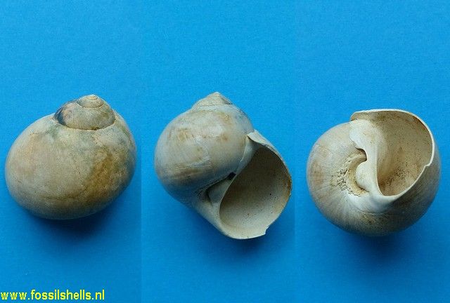 Tanea zelandica