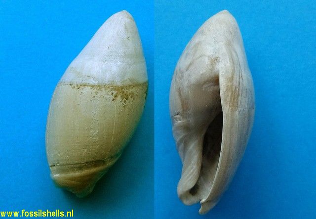 Amalda australis