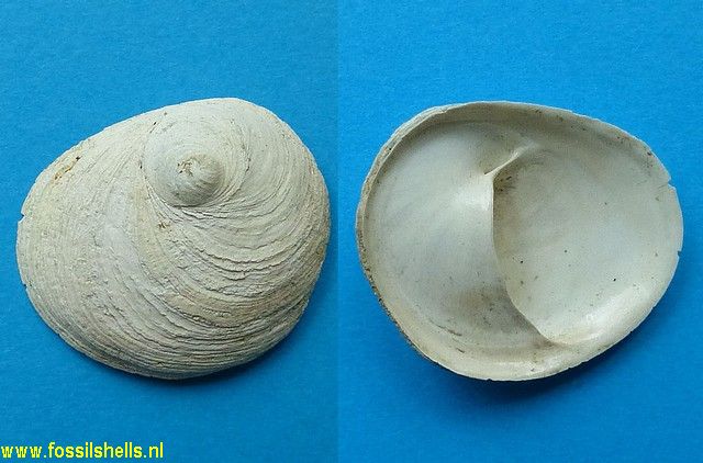 Sigapatella superstes