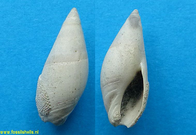 Amalda depressa