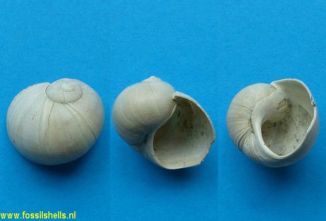 Globisinum drewi