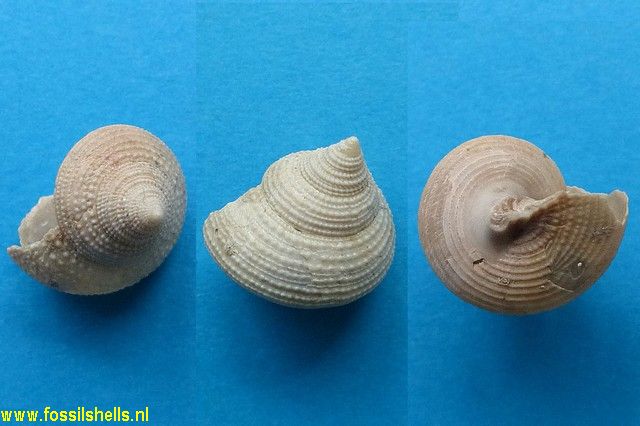 Maurea species