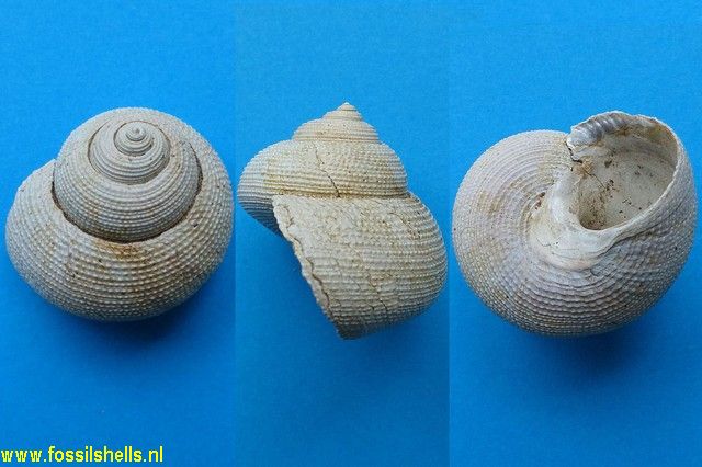 Maurea pellucida