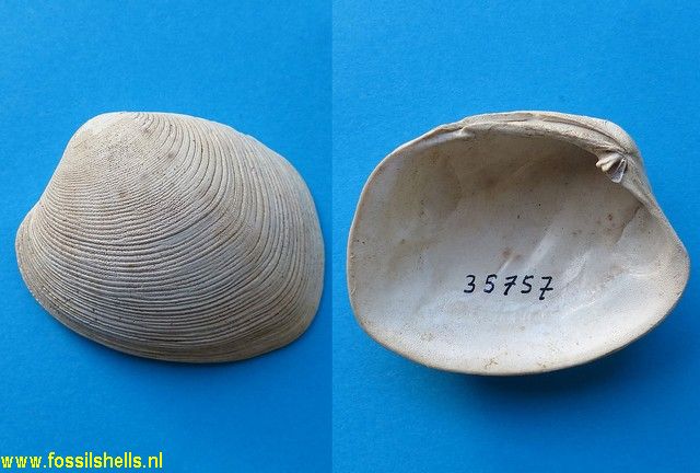 Ruditapes largillierti