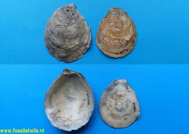 Ostrea chilensis lutaria