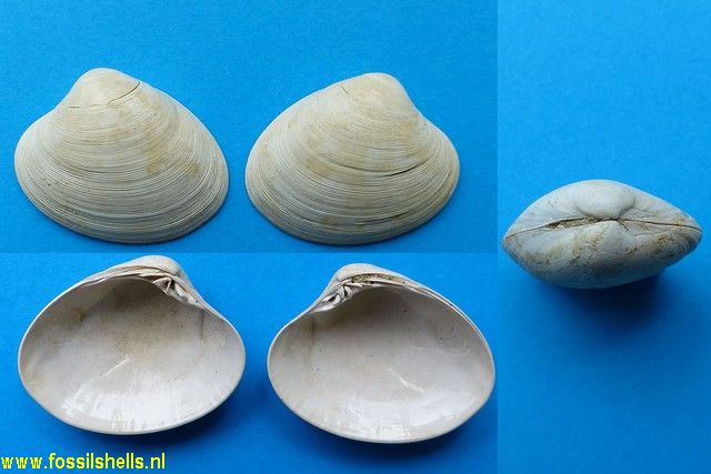 Notocallista multistriata