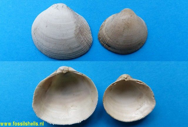 Nemocardium pulchellum