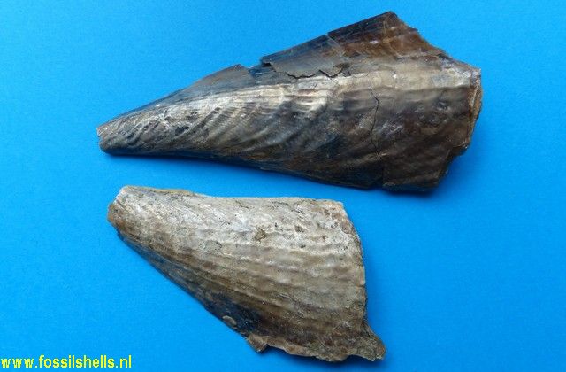 Atrina zelandica