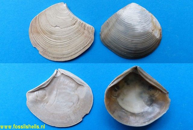 Myadora striata