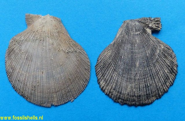 Chlamys gemmulata