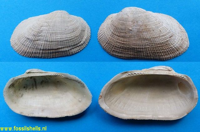 Barbatia novaezelandiae