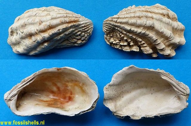 Cardita aoteana