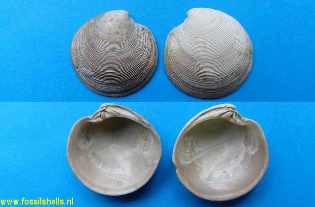 Dosinia anus