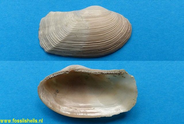 Neilo australis