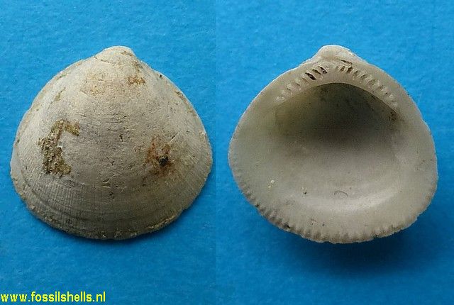 Pectunculina lata