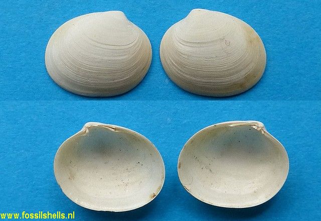 Kellia cycladiformis