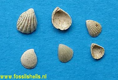 Cuna carditelloides
