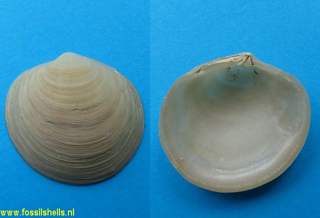 Felaniella zelandica